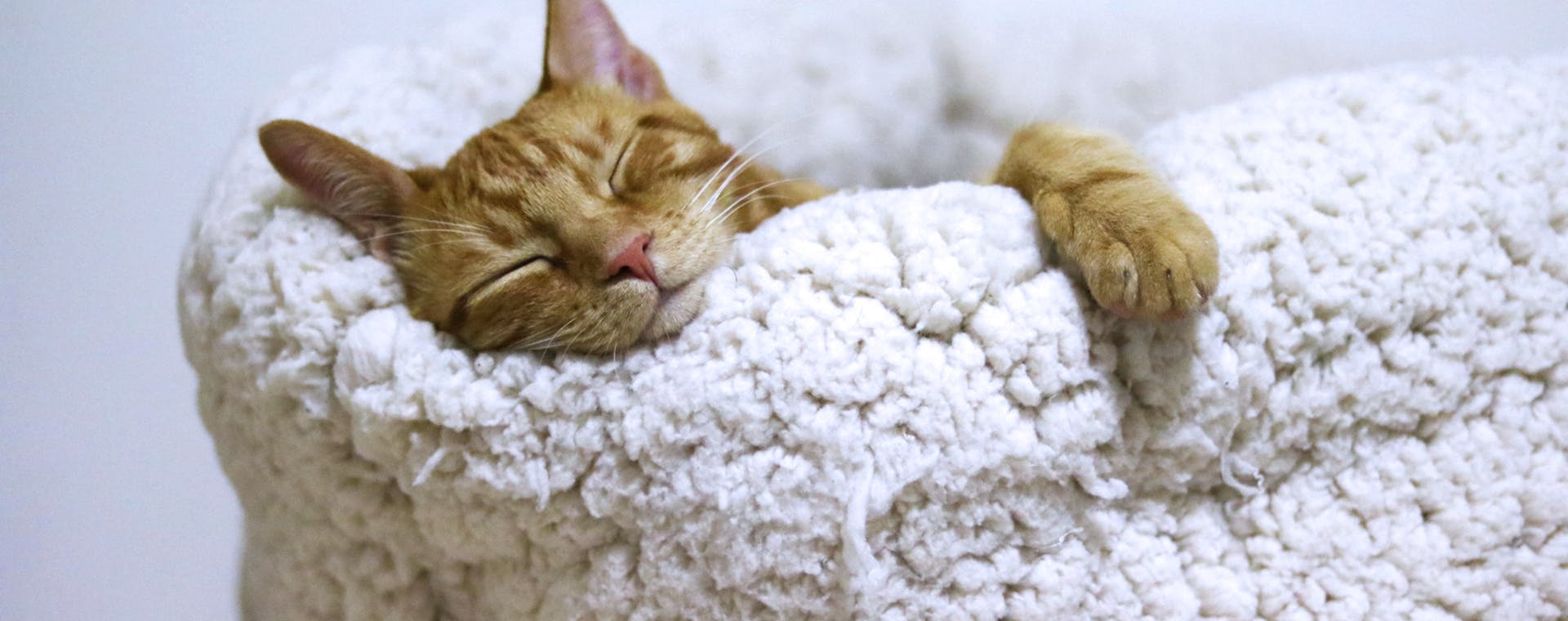 Adorable ginger cat peacefully sleeps in a soft, fluffy basket indoors.