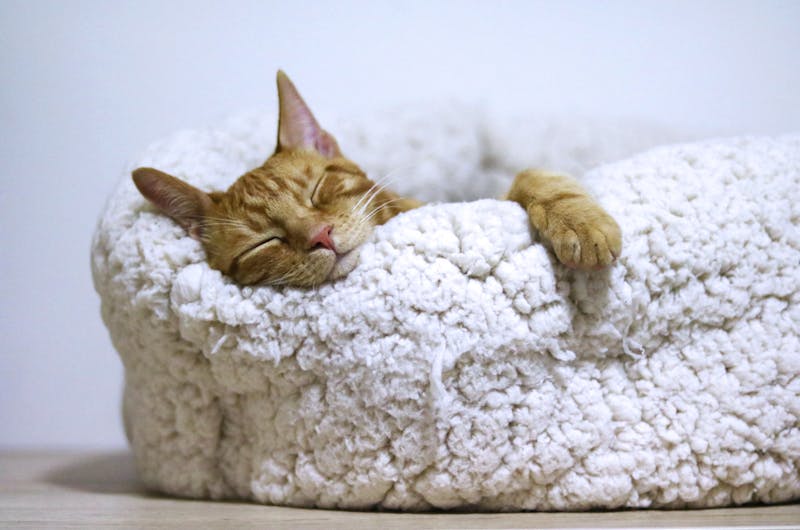 Adorable ginger cat peacefully sleeps in a soft, fluffy basket indoors.