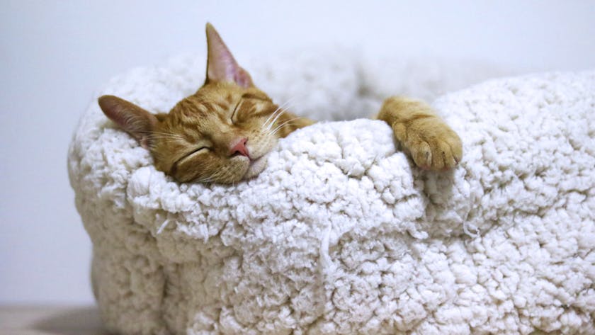 Adorable ginger cat peacefully sleeps in a soft, fluffy basket indoors.