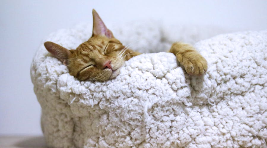 Adorable ginger cat peacefully sleeps in a soft, fluffy basket indoors.