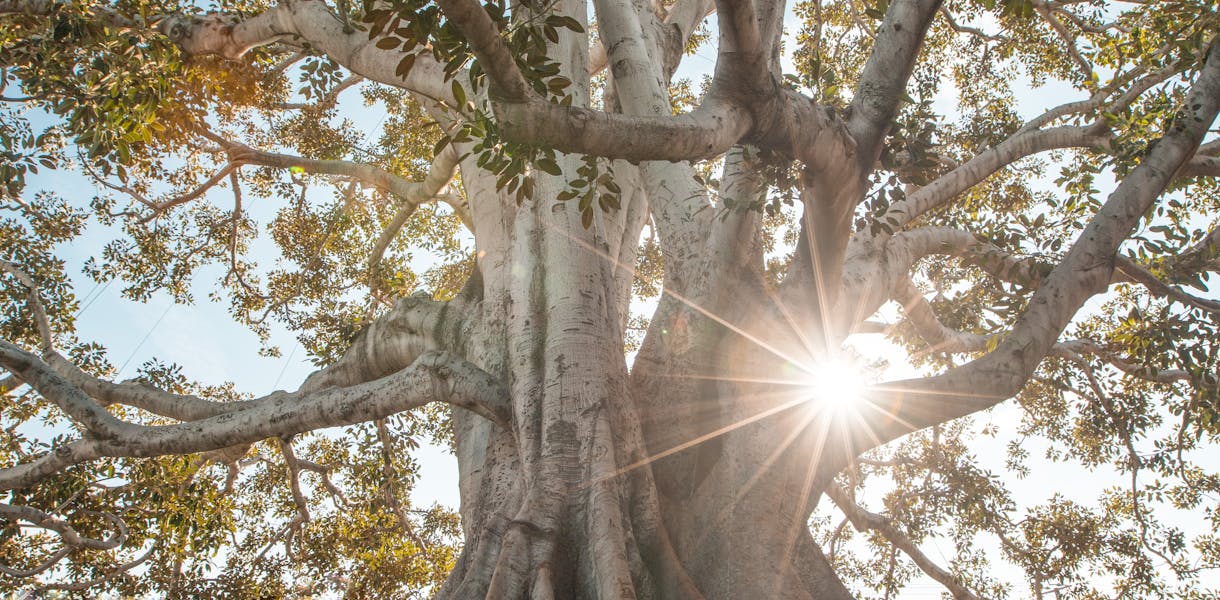Stunning low angle view of a majestic tree with sunburst filtering through lush branches.