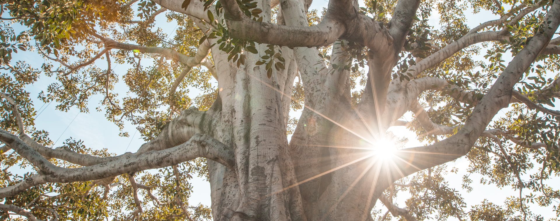 Stunning low angle view of a majestic tree with sunburst filtering through lush branches.