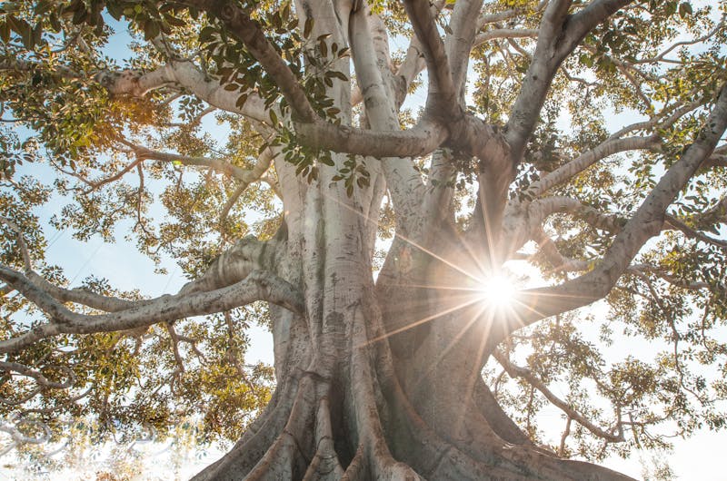 Stunning low angle view of a majestic tree with sunburst filtering through lush branches.