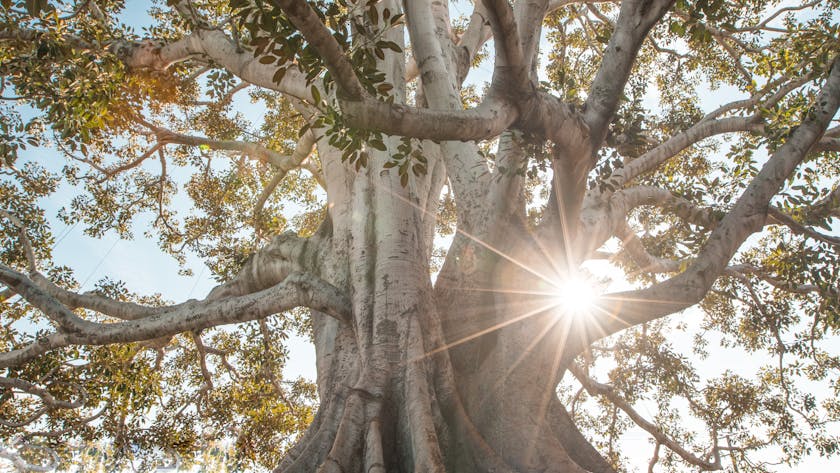 Stunning low angle view of a majestic tree with sunburst filtering through lush branches.